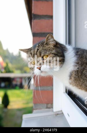 curious tabby white cat looking out of open window Stock Photo