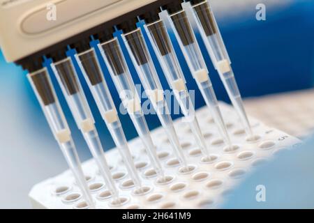 research scientist pipetting sars cov-2 samples to a plate using a multichannel pipette Stock Photo