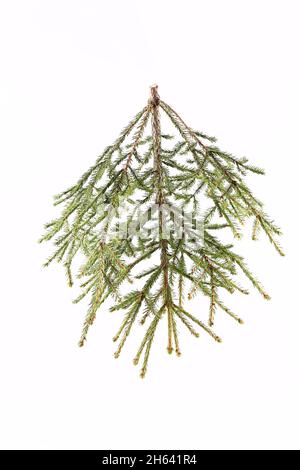 spruce branch on a light background. Stock Photo