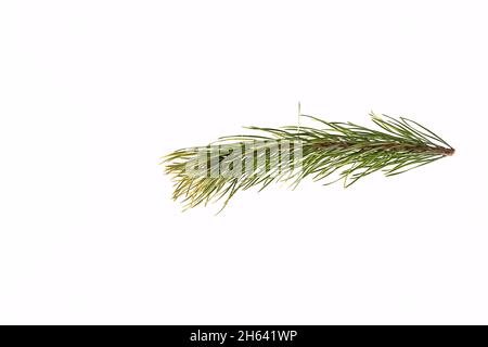spruce branch on a light background. Stock Photo
