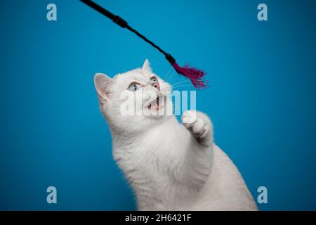 white british shorthair cat on blue background playing with feather toy Stock Photo