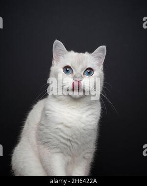 cute white blue eyed british shorthair cat licking lips looking at camera portrait on black background