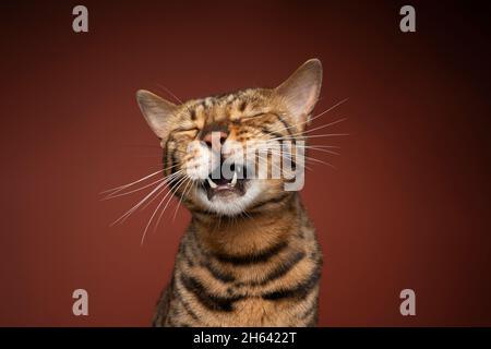 brown spotted bengal cat with mouth open meowing or crying on brown background Stock Photo