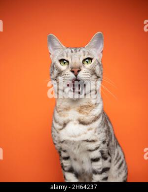 hungry silver tabby spotted bengal cat looking at camera licking lips waiting for treats on orange background Stock Photo