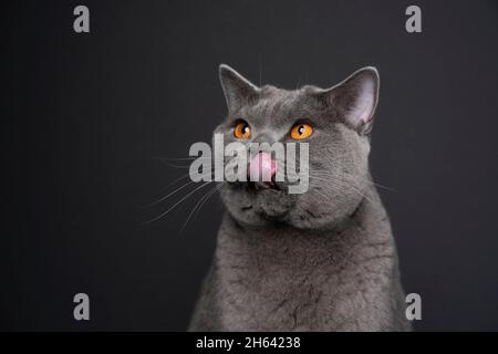 blue british shorthair cat licking lips looking up to the side hungry on black background with copy space