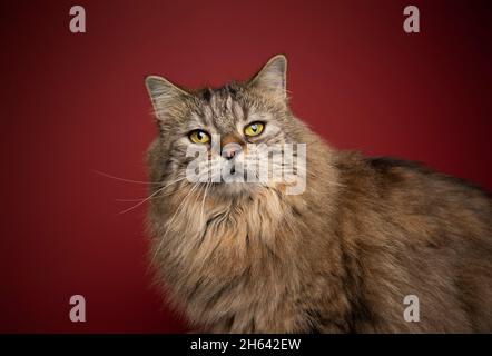 fluffy tabby norwegian forest cat with yellow eyes looking at camera portrait on red background Stock Photo