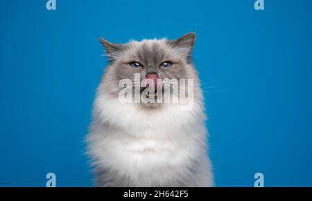 hungry birman cat with blue eyes licking lips tone on tone portrait on blue background with copy space Stock Photo