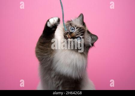 fluffy seal point tabby birman cat with blue eyes playing with string on pink background with copy space Stock Photo