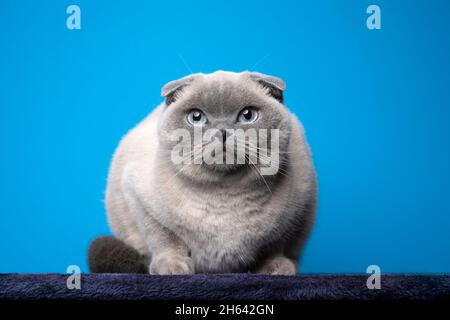 Premium Photo  Portrait photo of scottish fold cat with annoying or angry  face.