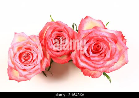 three pink roses on a light background. Stock Photo