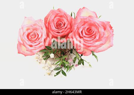 three pink roses on a light background. Stock Photo