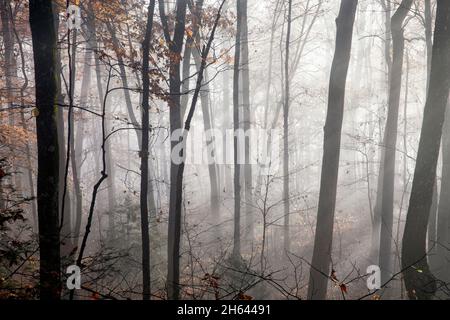 Early morning fog in Pisgah National Forest, Brevard, North Carolina, USA Stock Photo