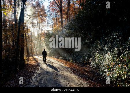 Hiker walking down forest road in early morning light - Pisgah National Forest, Brevard, North Carolina, USA Stock Photo