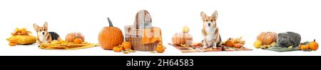 Cute animals with autumn pumpkins and leaves on white background