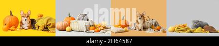 Cute animals with autumn pumpkins and leaves on color background