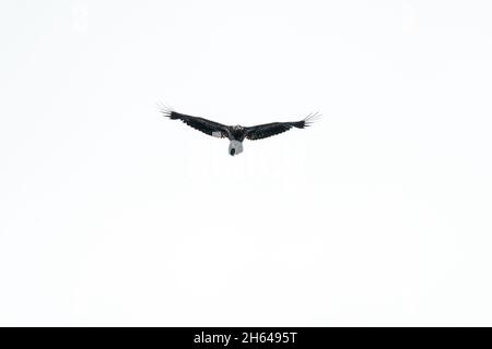 Issaquah, Washington, USA.  Juvenile Bald Eagle in flight in Lake Sammamish State Park. Stock Photo