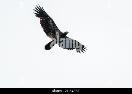 Issaquah, Washington, USA.  Juvenile Bald Eagle in flight in Lake Sammamish State Park. Stock Photo