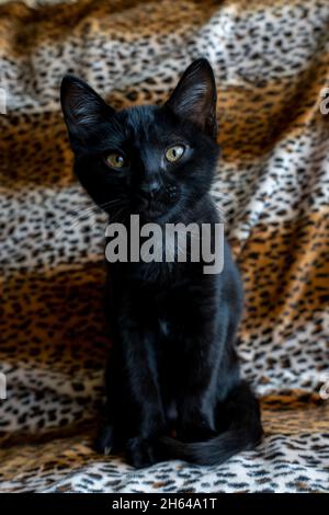 Two month old black kitten, Mr. Pickles (PR) Stock Photo