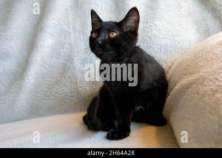 Two month old black kitten, Mr. Pickles sitting on a blanket (PR) Stock Photo
