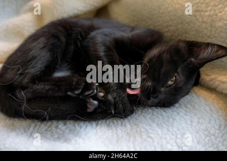 Two month old black kitten, Mr. Pickles, lying on a blanket, grooming himself (PR) Stock Photo