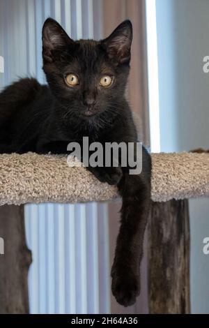 Two month old black kitten, Mr. Pickles, resting on a cat tower Stock Photo