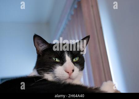 Black and white cat, Mo Mo, resting on its cat tower Stock Photo