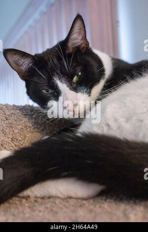 Black and white cat, Mo Mo, resting on its cat tower Stock Photo