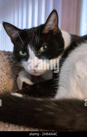 Black and white cat, Mo Mo, resting on its cat tower Stock Photo