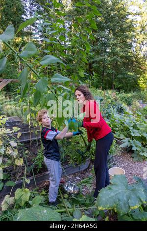 Issaquah, Washington, USA.  Woman and her 7 year old son harvesting her 10+ foot high Jerusalem Artichoke (Helianthus tuberosus).  It is also called s Stock Photo