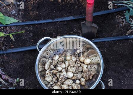 Issaquah, Washington, USA.  Colander of tubers of freshly harvested Jerusalem artichokes (Helianthus tuberosus), also called sunroot, sunchoke, wild s Stock Photo