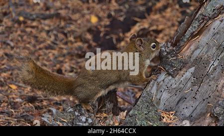 Cute American red squirrel (Tamiasciurus hudsonicus) with brown fur gnawing at the bark of a coniferous tree in autumn in a forest near Jasper, Canada. Stock Photo