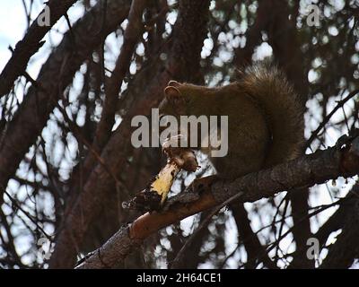 Cute little American red squirrel (Tamiasciurus hudsonicus) eating a mushroom on the branch of a tree in forest near Jasper, Alberta, Canada. Stock Photo
