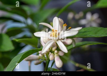 Macro abstract texture view of white blooming flower blossoms and buds on an indoor Meyer lemon tree. Stock Photo