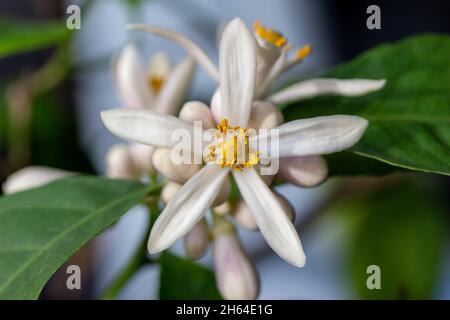 Macro abstract texture view of white blooming flower blossoms and buds on an indoor Meyer lemon tree. Stock Photo