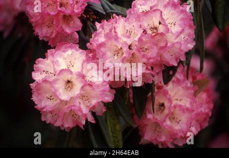 PINK RHODODENDRON BUSH IN FULL FLOWER. Stock Photo