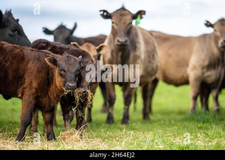 Stud Angus, wagyu, speckle park, Murray grey, Dairy and beef Cows and Bulls grazing on grass and pasture in a field. The animals are organic and free Stock Photo