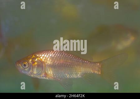 Goldfish, Gold, fish, Carassius, auratus, close up, wild ancestral form and colour, profile, showing shape fins scales, lateral line Stock Photo