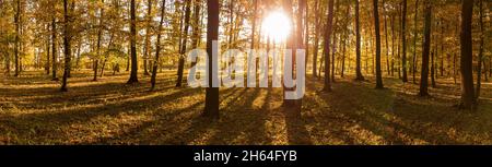 Panorama of sunrise in the yellow autumn forest. Long shadows from the trees and the glow of the sun in the camera lens. Stock Photo
