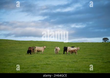 Stud Angus, wagyu, speckle park, Murray grey, Dairy and beef Cows and Bulls grazing on grass and pasture in a field. The animals are organic and free Stock Photo