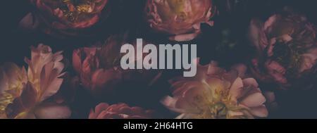Dark vintage image of bouquet of red peonies on black. Floristic ...