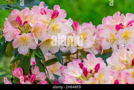 A closeup of Rhododendron fauriei flowers blooming on a green branch Stock  Photo - Alamy