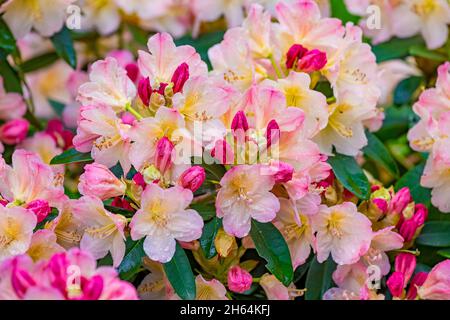 Close up of beautuful light pink flowers of rhododendron fauriei in springtime in botanical garden in Kharkov, Ukraine. Free space for text. Stock Photo