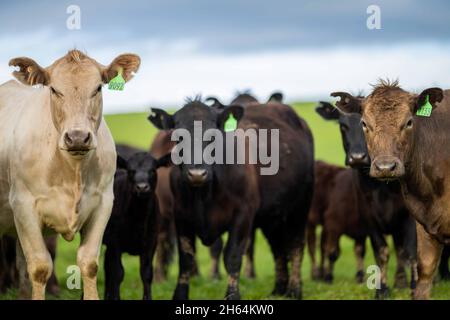 Stud Angus, wagyu, speckle park, Murray grey, Dairy and beef Cows and Bulls grazing on grass and pasture in a field. The animals are organic and free Stock Photo