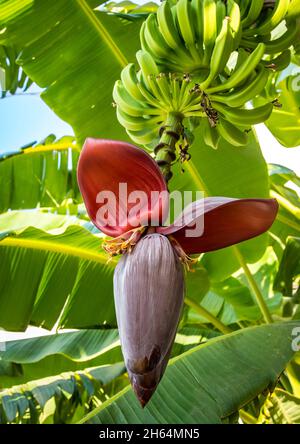 Closeup of Banana tree with opening inflorescence and small green banana fruits on the stem. Stock Photo