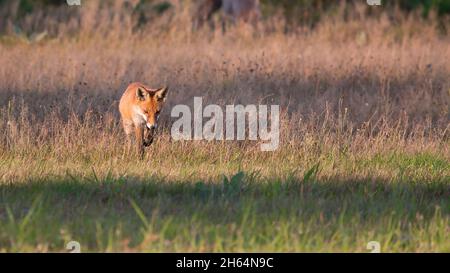 Auch Anpirschen will gelernt sein... Stock Photo