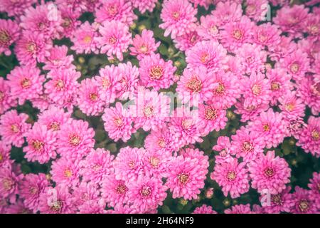 Pink tender flowers of chrysanthemum koreanum multiflora, beautiful autumn floral background. Stock Photo