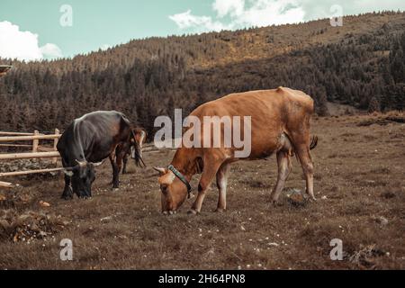 Herd of brown and white cows in eco pasture high in the mountains in summer. Panoramic wide view. Europe Stock Photo