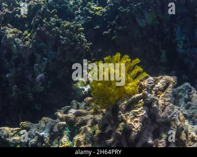 yellow feather star on coral in the sea Stock Photo