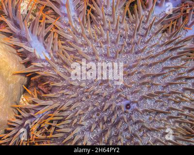 crown-of-thorns starfish on coral closeup Stock Photo