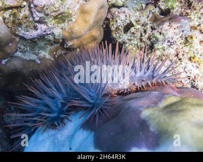 crown-of-thorns starfish on coral closeup view Stock Photo